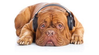 dog with headphones