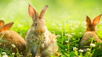easter bunnies