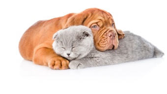 puppy dog embracing gray cat
