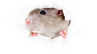 rat in paper hole